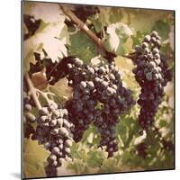 Vintage Grape Vines I-Jason Johnson-Mounted Photographic Print