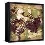 Vintage Grape Vines II-Jason Johnson-Framed Stretched Canvas