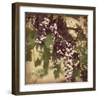 Vintage Grape Vines IV-Jason Johnson-Framed Photographic Print