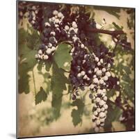 Vintage Grape Vines IV-Jason Johnson-Mounted Photographic Print
