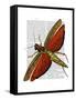 Vintage Grasshopper-Fab Funky-Framed Stretched Canvas