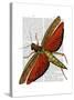 Vintage Grasshopper-Fab Funky-Stretched Canvas