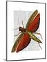 Vintage Grasshopper-Fab Funky-Mounted Art Print