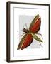 Vintage Grasshopper-Fab Funky-Framed Art Print