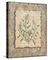 Vintage Herbs, Sage-Constance Lael-Stretched Canvas