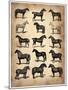 Vintage Horses Collection-NaxArt-Mounted Art Print