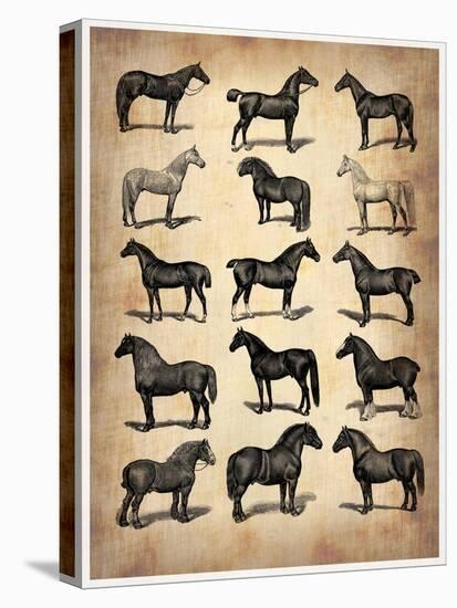 Vintage Horses Collection-NaxArt-Stretched Canvas