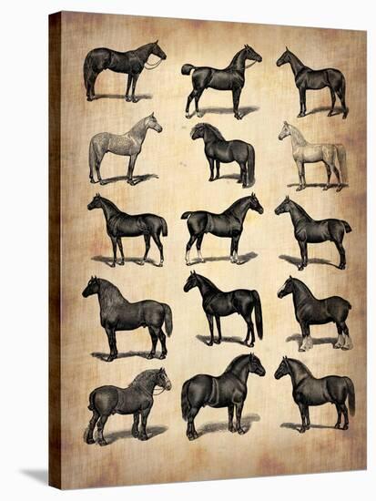 Vintage Horses Collection-NaxArt-Stretched Canvas