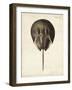 Vintage Horseshoe Crab-DeKay-Framed Art Print