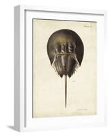 Vintage Horseshoe Crab-DeKay-Framed Art Print