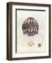 Vintage Hot Air Balloons I-Naomi McCavitt-Framed Art Print