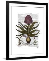 Vintage Hyacinth-Fab Funky-Framed Art Print