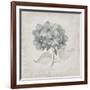 Vintage Hydrangea-Susan Jill-Framed Art Print