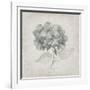 Vintage Hydrangea-Susan Jill-Framed Art Print