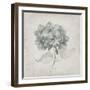 Vintage Hydrangea-Susan Jill-Framed Art Print