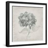 Vintage Hydrangea-Susan Jill-Framed Art Print