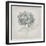 Vintage Hydrangea-Susan Jill-Framed Art Print