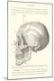 Vintage Illustration of the Skull-null-Mounted Art Print