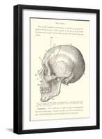 Vintage Illustration of the Skull-null-Framed Art Print