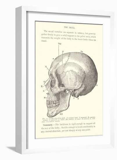 Vintage Illustration of the Skull-null-Framed Art Print