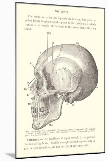 Vintage Illustration of the Skull-null-Mounted Art Print