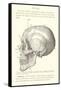 Vintage Illustration of the Skull-null-Framed Stretched Canvas