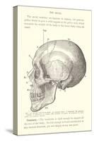 Vintage Illustration of the Skull-null-Stretched Canvas