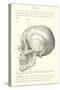 Vintage Illustration of the Skull-null-Stretched Canvas