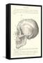 Vintage Illustration of the Skull-null-Framed Stretched Canvas