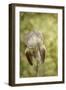 Vintage Iris and Dragonfly-Jai Johnson-Framed Giclee Print