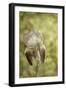 Vintage Iris and Dragonfly-Jai Johnson-Framed Giclee Print