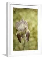 Vintage Iris and Dragonfly-Jai Johnson-Framed Giclee Print