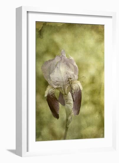 Vintage Iris and Dragonfly-Jai Johnson-Framed Giclee Print