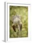 Vintage Iris and Dragonfly-Jai Johnson-Framed Giclee Print