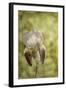 Vintage Iris and Dragonfly-Jai Johnson-Framed Giclee Print