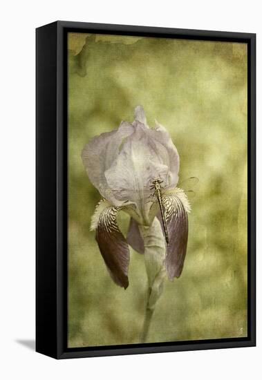 Vintage Iris and Dragonfly-Jai Johnson-Framed Stretched Canvas