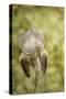 Vintage Iris and Dragonfly-Jai Johnson-Stretched Canvas