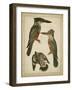 Vintage Kingfishers I-null-Framed Art Print