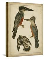 Vintage Kingfishers I-null-Stretched Canvas