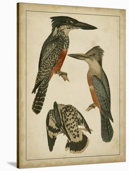 Vintage Kingfishers I-null-Stretched Canvas