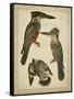 Vintage Kingfishers I-null-Framed Stretched Canvas