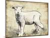 Vintage Lamb Sketch-Jace Grey-Mounted Art Print