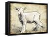 Vintage Lamb Sketch-Jace Grey-Framed Stretched Canvas