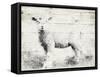 Vintage Lamb-Jace Grey-Framed Stretched Canvas