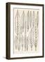 Vintage Leaf Engravings-null-Framed Art Print