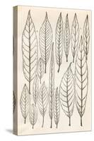 Vintage Leaf Engravings-null-Stretched Canvas