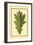 Vintage Leaf IV-Vision Studio-Framed Art Print