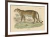 Vintage Leopard-Wild Apple Portfolio-Framed Art Print