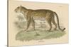 Vintage Leopard-Wild Apple Portfolio-Stretched Canvas