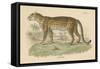 Vintage Leopard-Wild Apple Portfolio-Framed Stretched Canvas